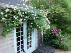 Another shot of the trellis and roses