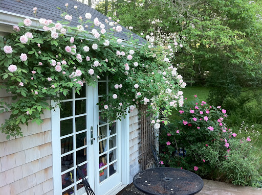 Another shot of the trellis and roses