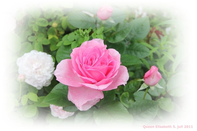 IMG_0656 IMG_0656