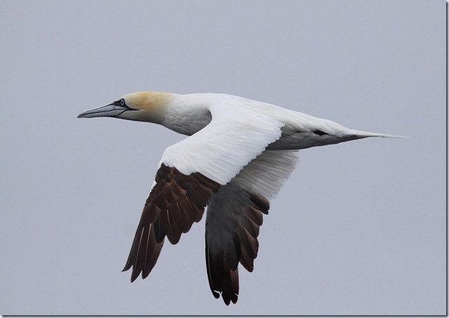 gannet gannet