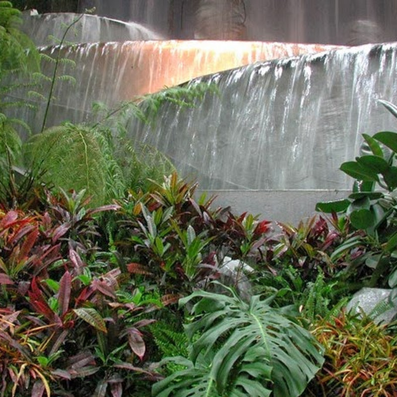 Le foreste pluviali tropicali ospitano da sole circa una metà delle specie viventi animali e vegetali terrestri.