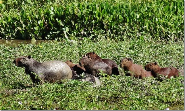 Pantanal_DSC08614