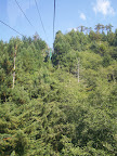 california_sequoia