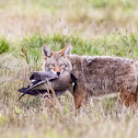 Coyote