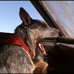 MadMax2 Dog