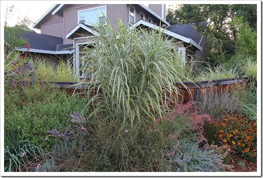110901_Miscanthus-sinensis-Dixieland_01 110901_Miscanthus-sinensis-Dixieland_01