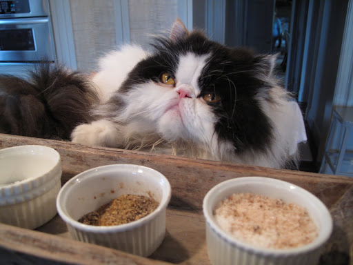 SALT AND PEPPER?  I get it now!  You said you wanted to have me for dinner, not have me over for dinner!  You two are evil!  I'm so out of here!!!