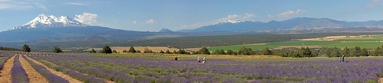 [110710_mt_shasta_lavender_farm_pano9.jpg]