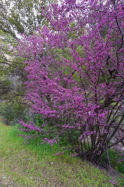 [20150314-DSC00410%255B4%255D.jpg]