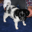 puppies celest bree mia 014.JPG