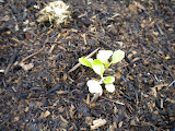Beds in the back planted with Cabbage so far.