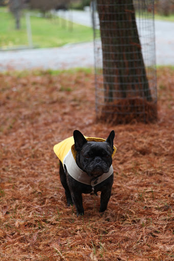 It isn't quite a member of the Cypress family, which includes both trees and shrubs, as they are all actual evergreens.