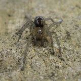 Clubiona sp. - spends its days in a silken coccoon under bark and hunts during he night. Found this beautiful creature in a log pile.