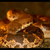 Reptiles and Amphibians of Melagiri