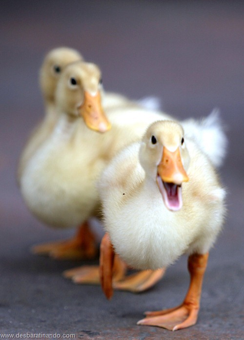 animais recem nascidos filhotes fofos desbaratinando (9) animais recem nascidos filhotes fofos desbaratinando (9)