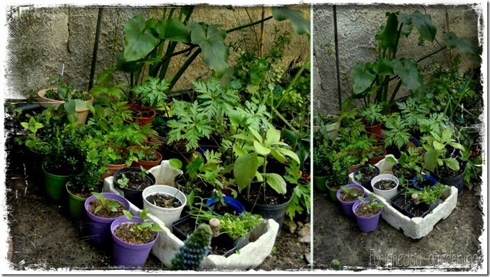 Pot Ghetto 1 Pot Ghetto 1