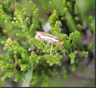 crambus ericella (2) crambus ericella (2)