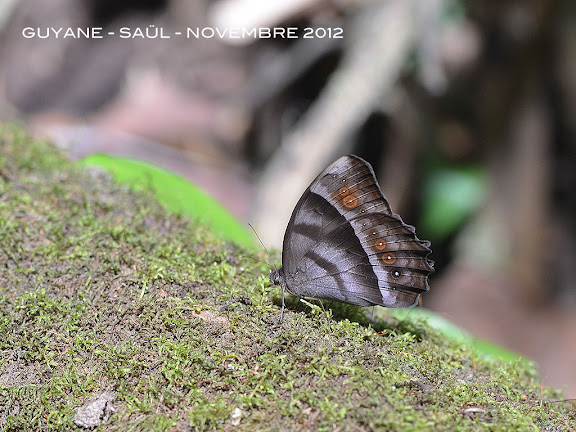 Taygetis thamyra (Cramer, 1779). Saül, novembre 2012. Photo : M. Belloin