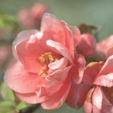 Chaenomeles spéciosa