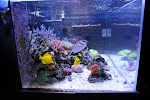 180 SPS reef Jan 2009