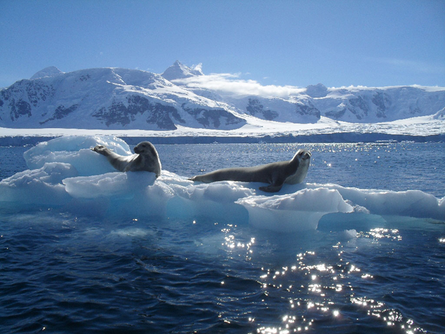 Seals are 'higher predators' in the Southern Ocean food chain. BAS