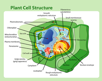 Sel tumbuhan