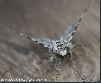 peppered-moth-face