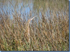 7091 Texas, South Padre Island - Birding and Nature Center - American Bittern