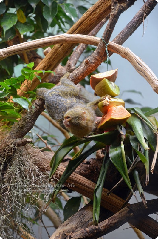 Zoo Frankfurt Äffchen 150813