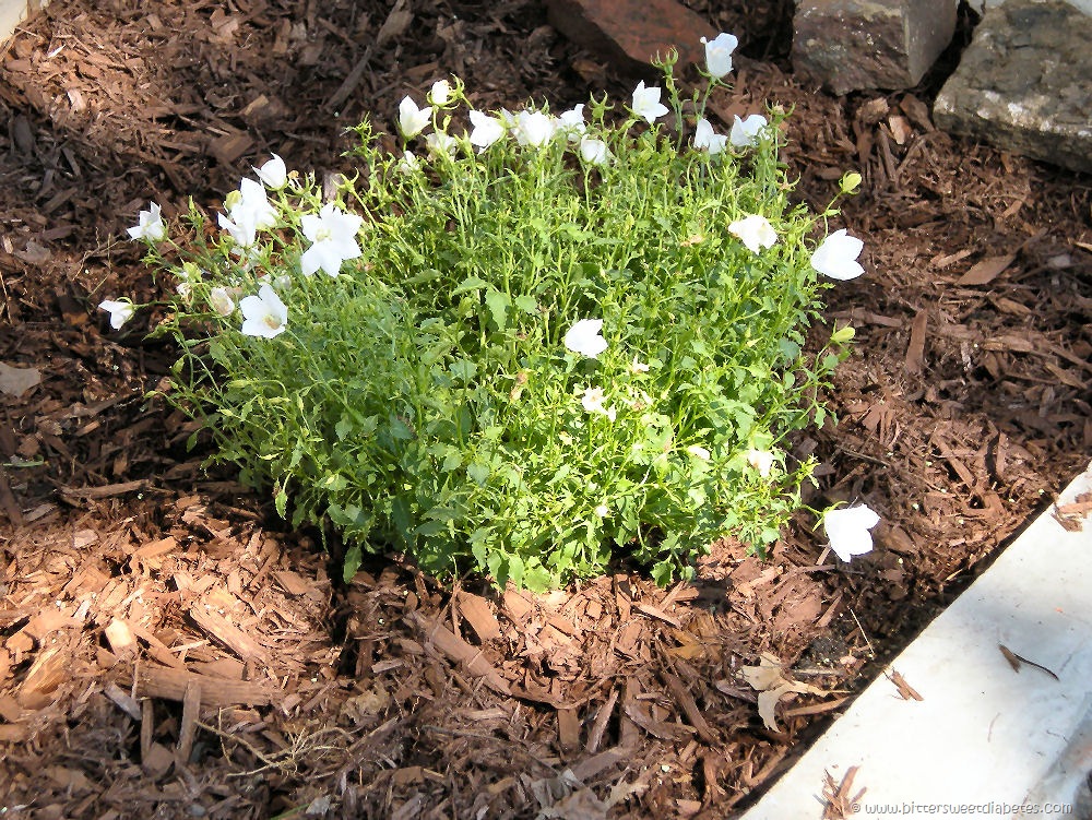 [garden4%255B3%255D.jpg]