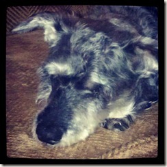 Sleeping Sammy