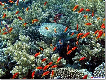 australia corales (16)