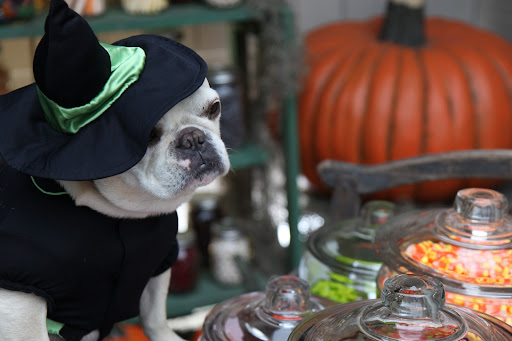 FYI - I won't be going anywhere near that haunted house!  I hear it's really scary!  I'm filling all of these large glass jars with colorful candy so the kids can make their own trick or treat goodie bags!  The treat is the candy...