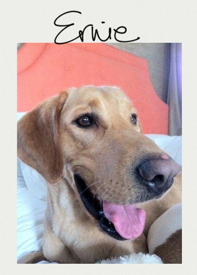 [Ernie-via-Dovecote11.jpg]