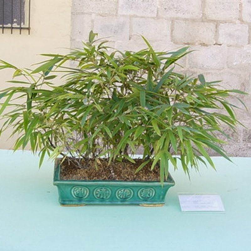 Il Bambù viene normalmente impiegato per bonsai piccoli o medi.