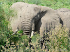Murchison Falls Nationalpark
