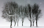 Nature d509