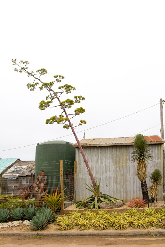 [120928_SucculentGardens_agave-stalk2%255B8%255D.jpg]