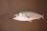 Kahawai that scoffed an 8inch long yem livebait