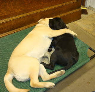 Brinkley and Nyx goofing around.