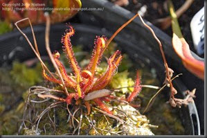 filiformis red form filiformis red form