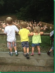 Kids zoo