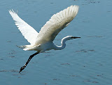 Honorable Mention - Bob Schlechter for "Egret Taking Off"
