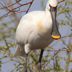 IMG_0952-Crop 2.jpg