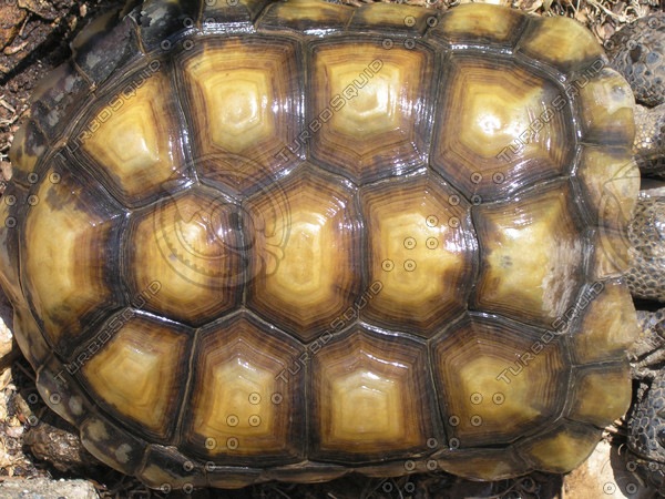 [tortoise-shell%255B9%255D.jpg]