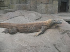 A komodo dragon at the Shark Reef Aquarium at Mandalay Bay.