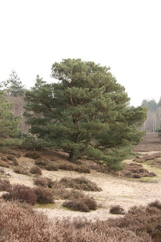 duinen duinen