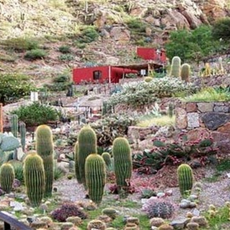 Chirau Mita jardín botánico con más de 1.200 especies de cactus de todo el mundo.