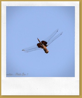 Black Saddlebags (Tramea lacerata)