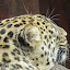 Leopardo en el Zoo de Madrid Leopardo en el Zoo de Madrid